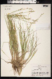 Carex canescens image
