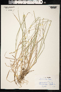 Carex canescens image