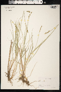 Carex canescens image