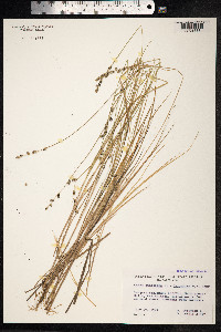 Carex canescens image