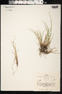 Carex canescens image