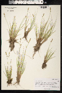 Carex canescens image