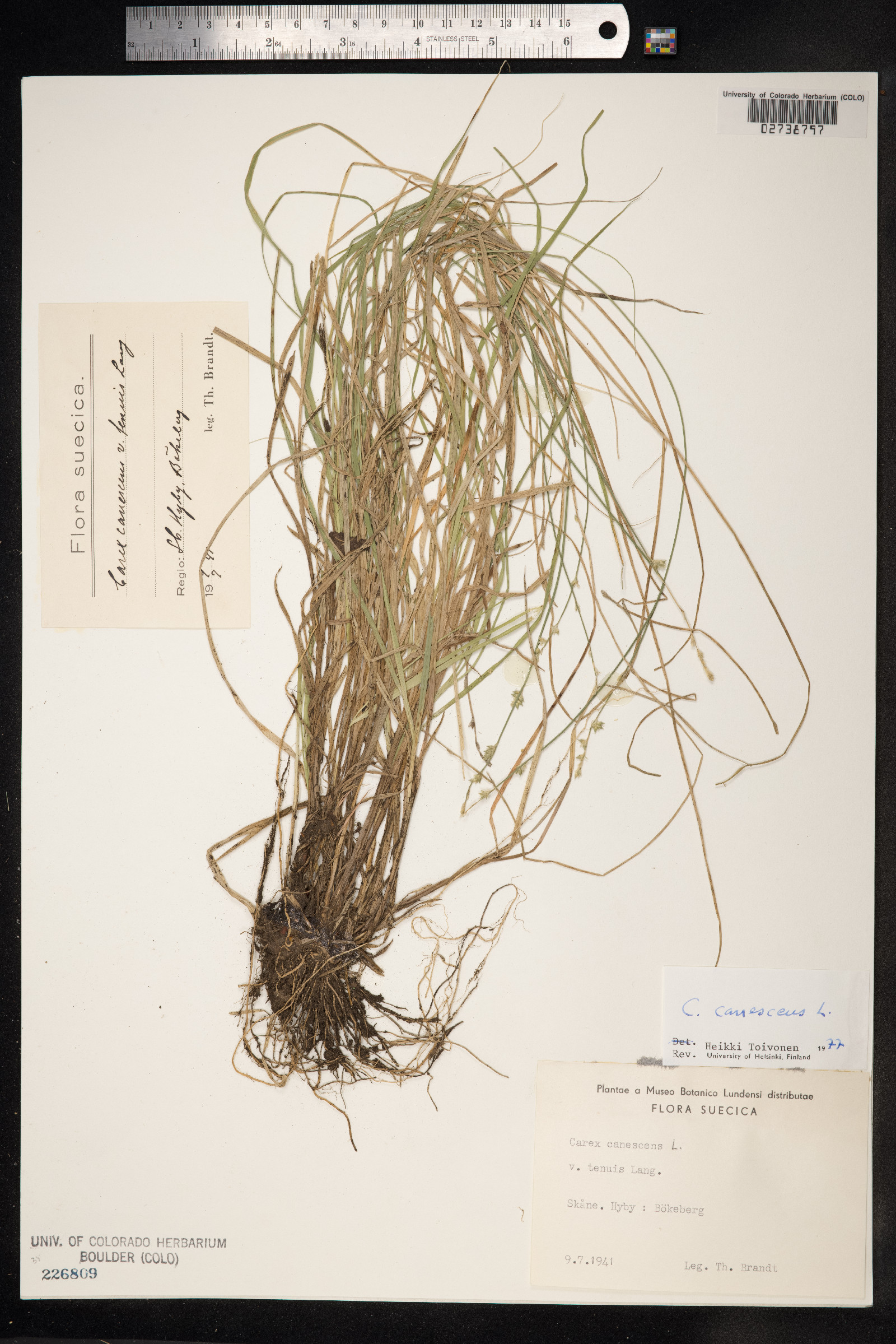 Carex canescens image