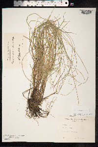 Carex canescens image
