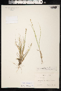 Carex canescens image
