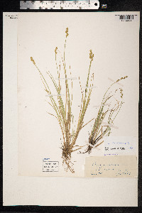 Carex canescens image