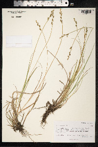 Carex canescens image