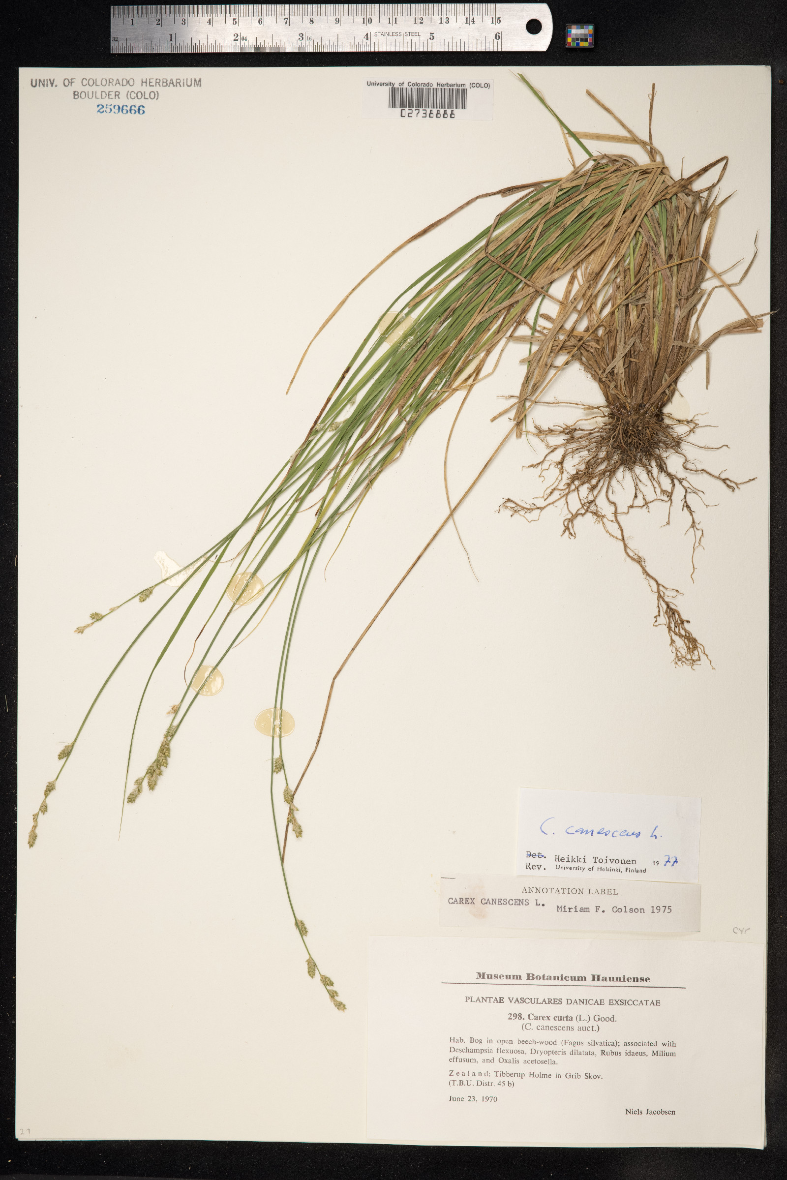 Carex canescens image