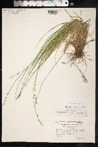 Carex canescens image