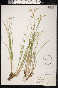 Carex canescens image