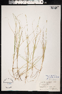 Carex canescens image