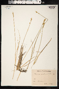 Carex canescens image