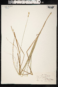 Carex canescens image