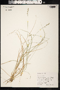 Carex canescens image