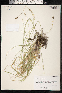 Carex spicata image
