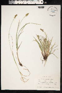 Carex spicata image