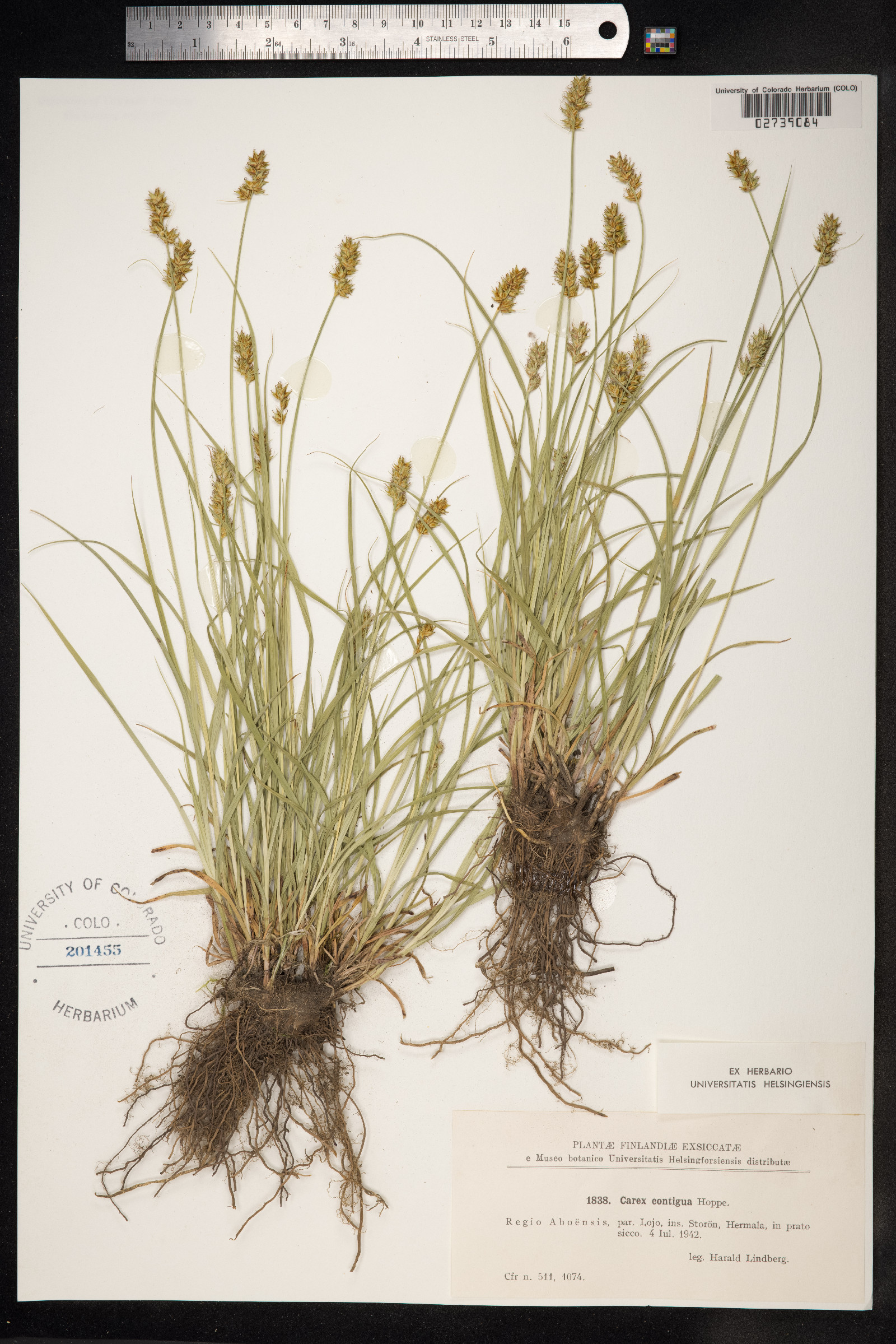 Carex spicata image