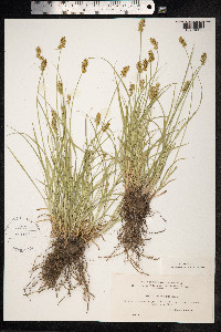 Carex spicata image