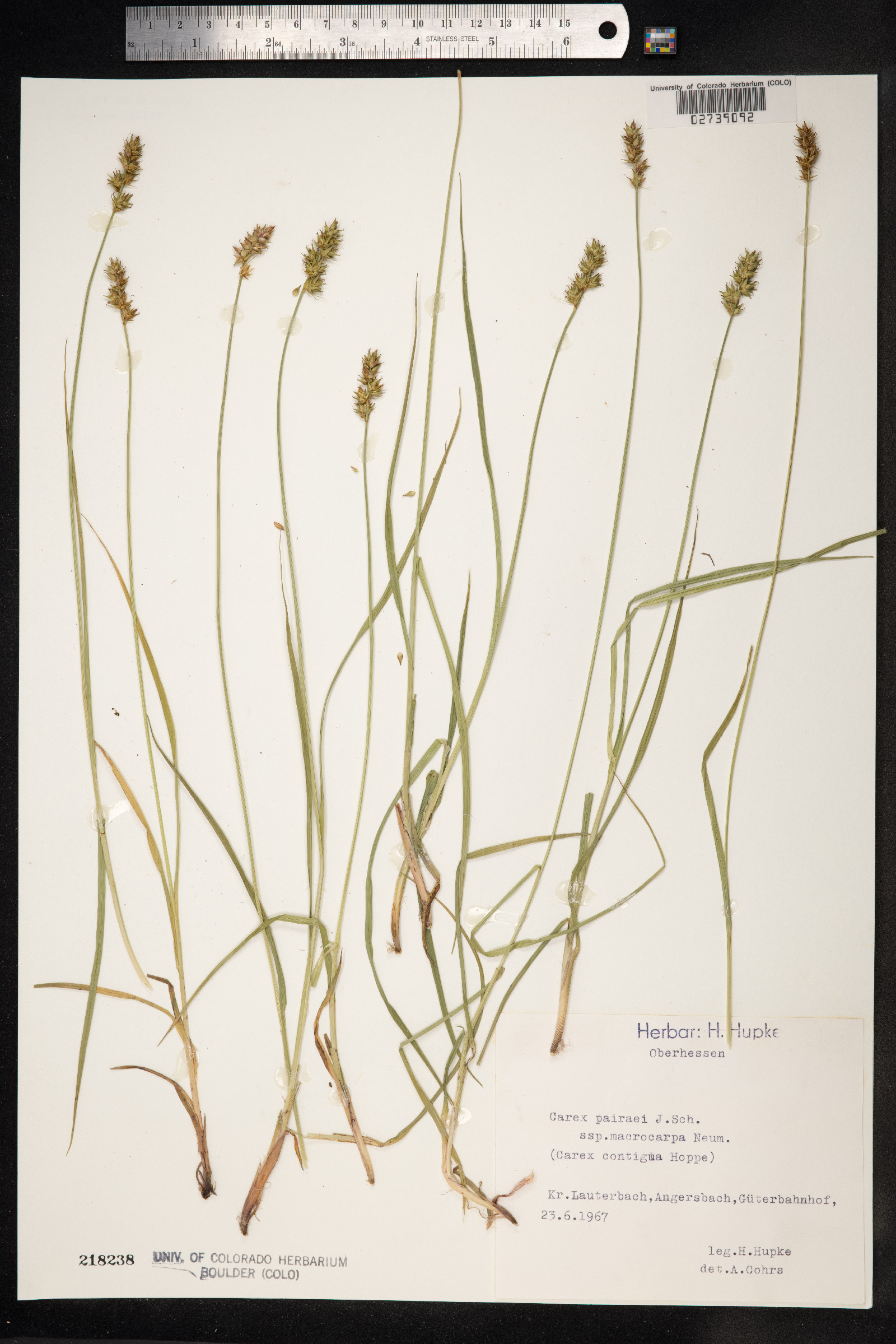 Carex spicata image