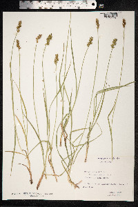 Carex spicata image