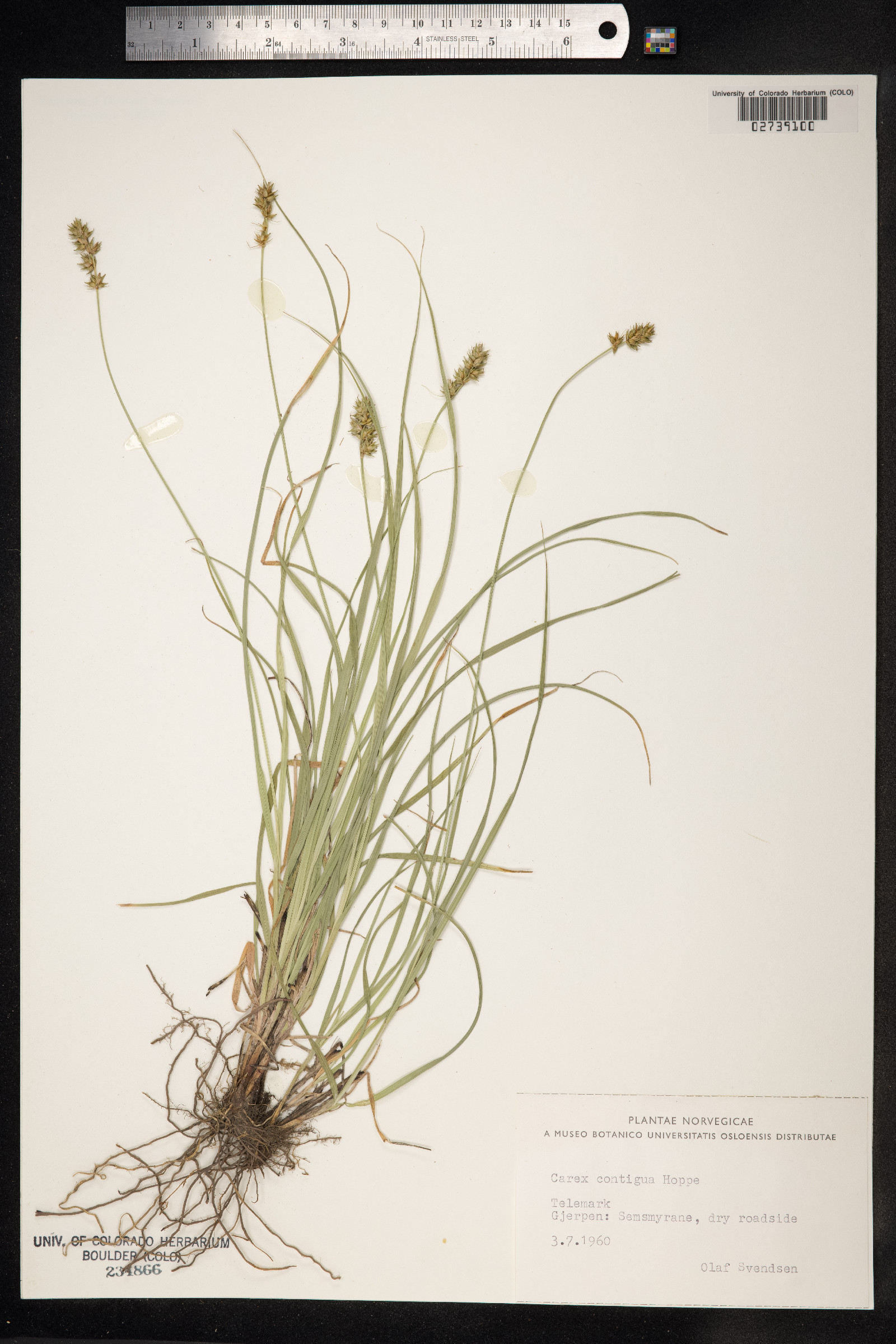 Carex spicata image