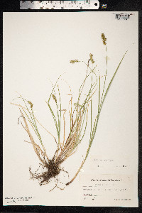 Carex spicata image