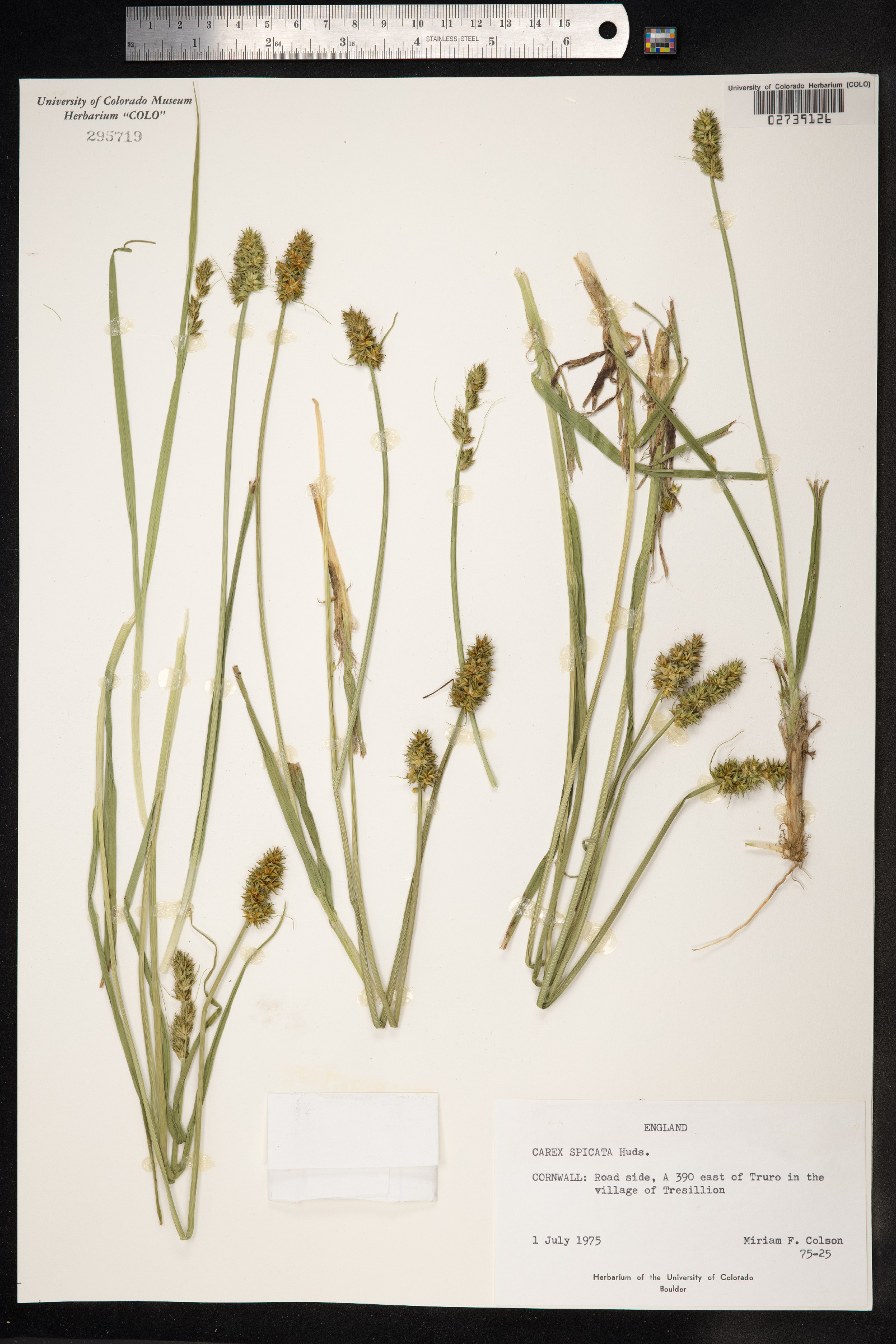 Carex spicata image