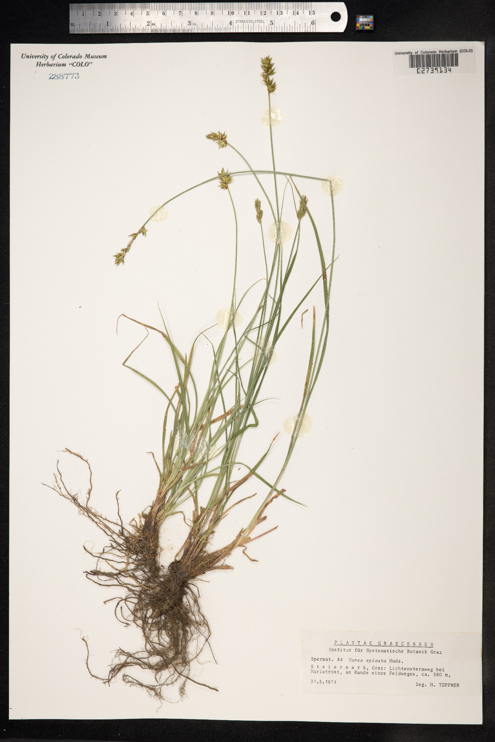 Carex spicata image