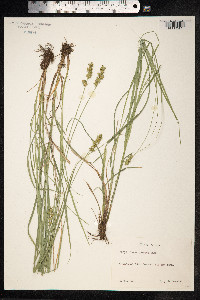 Carex spicata image