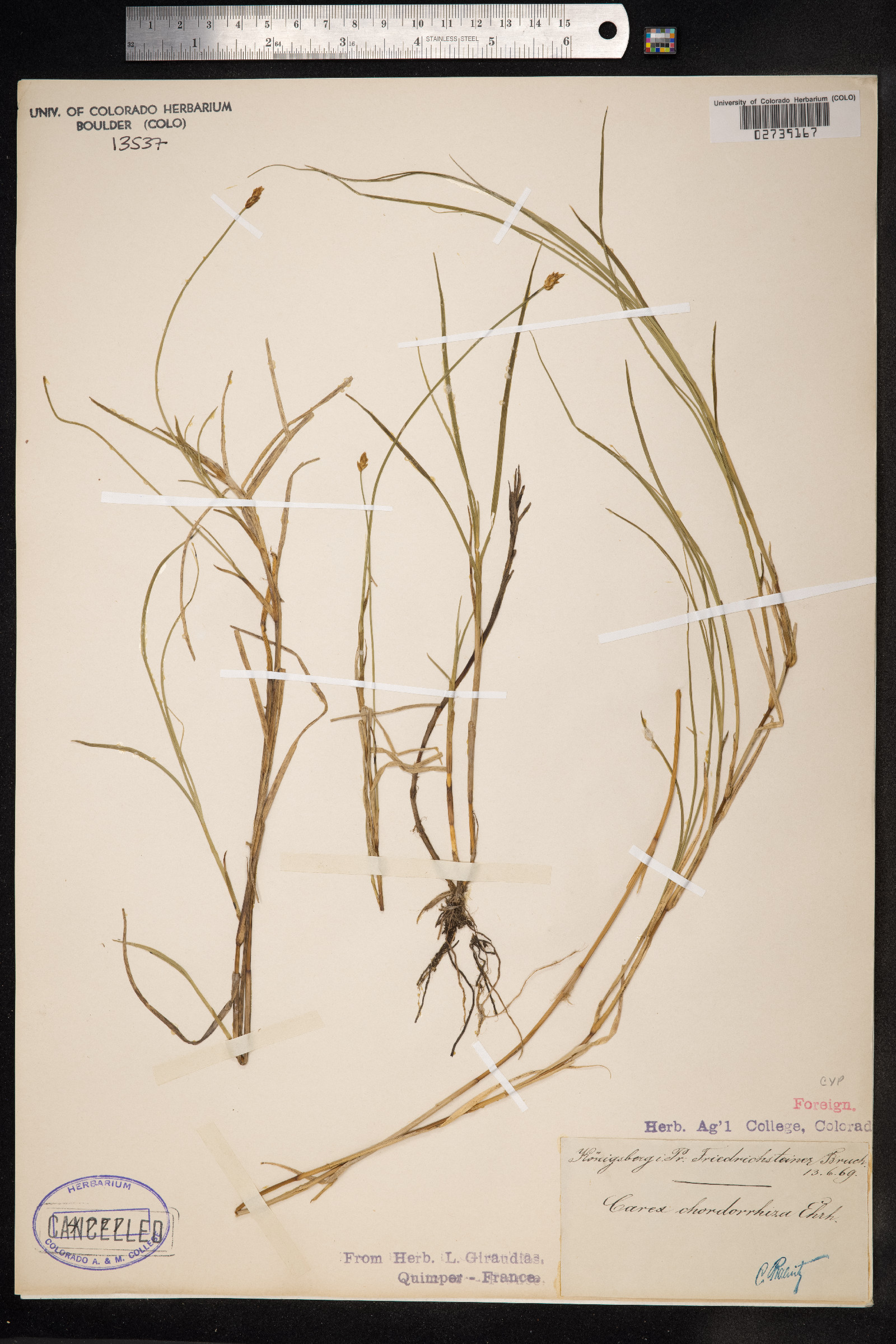 Carex chordorrhiza image