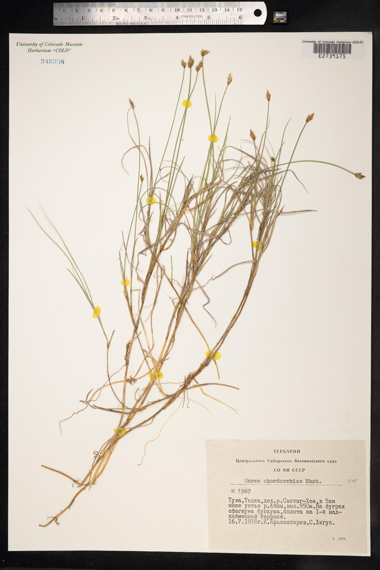 Carex chordorrhiza image