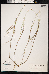 Carex chordorrhiza image