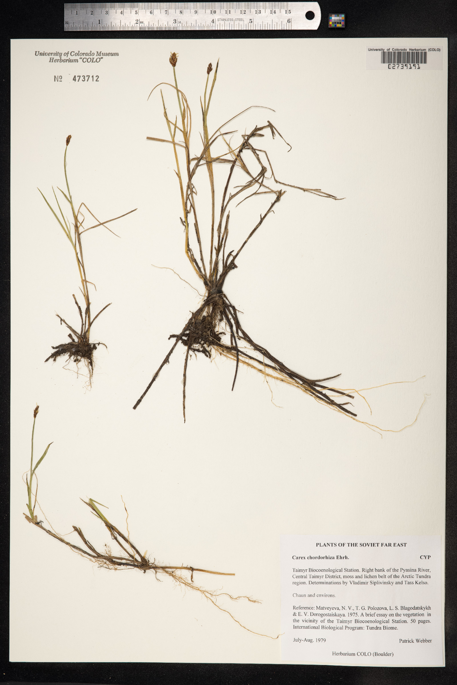 Carex chordorrhiza image