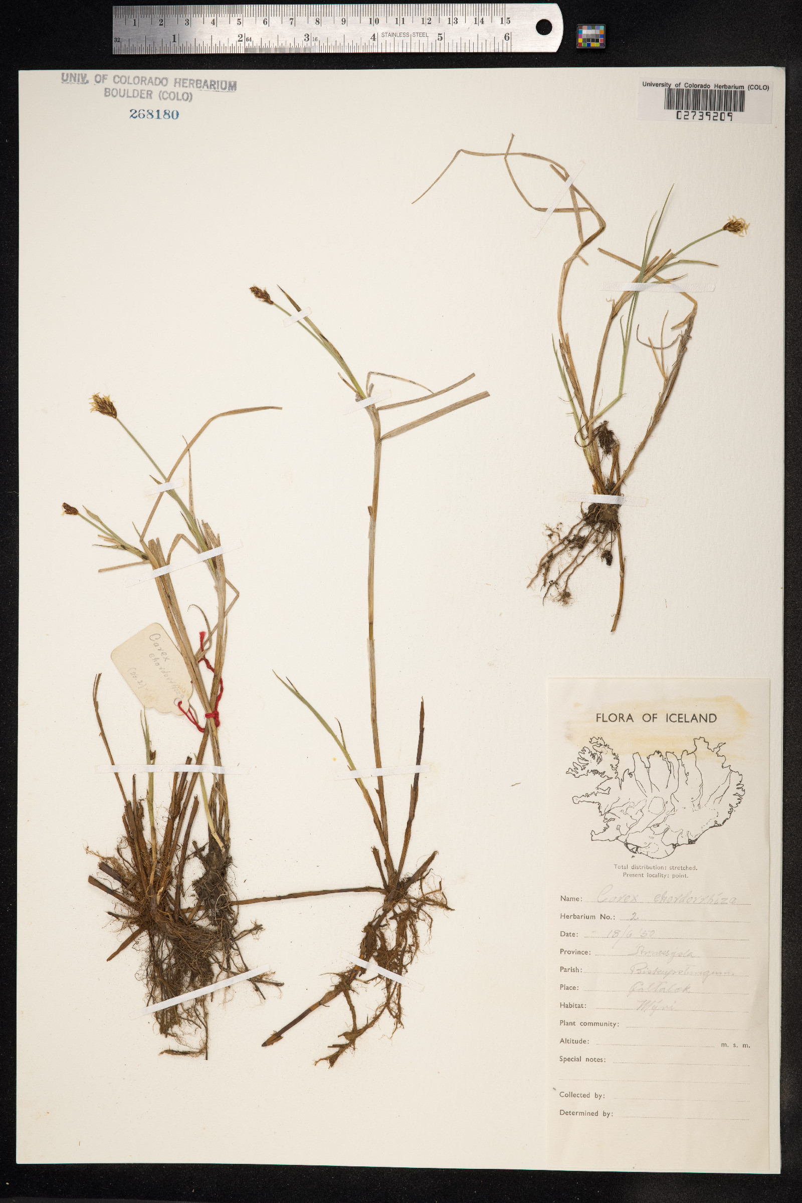 Carex chordorrhiza image