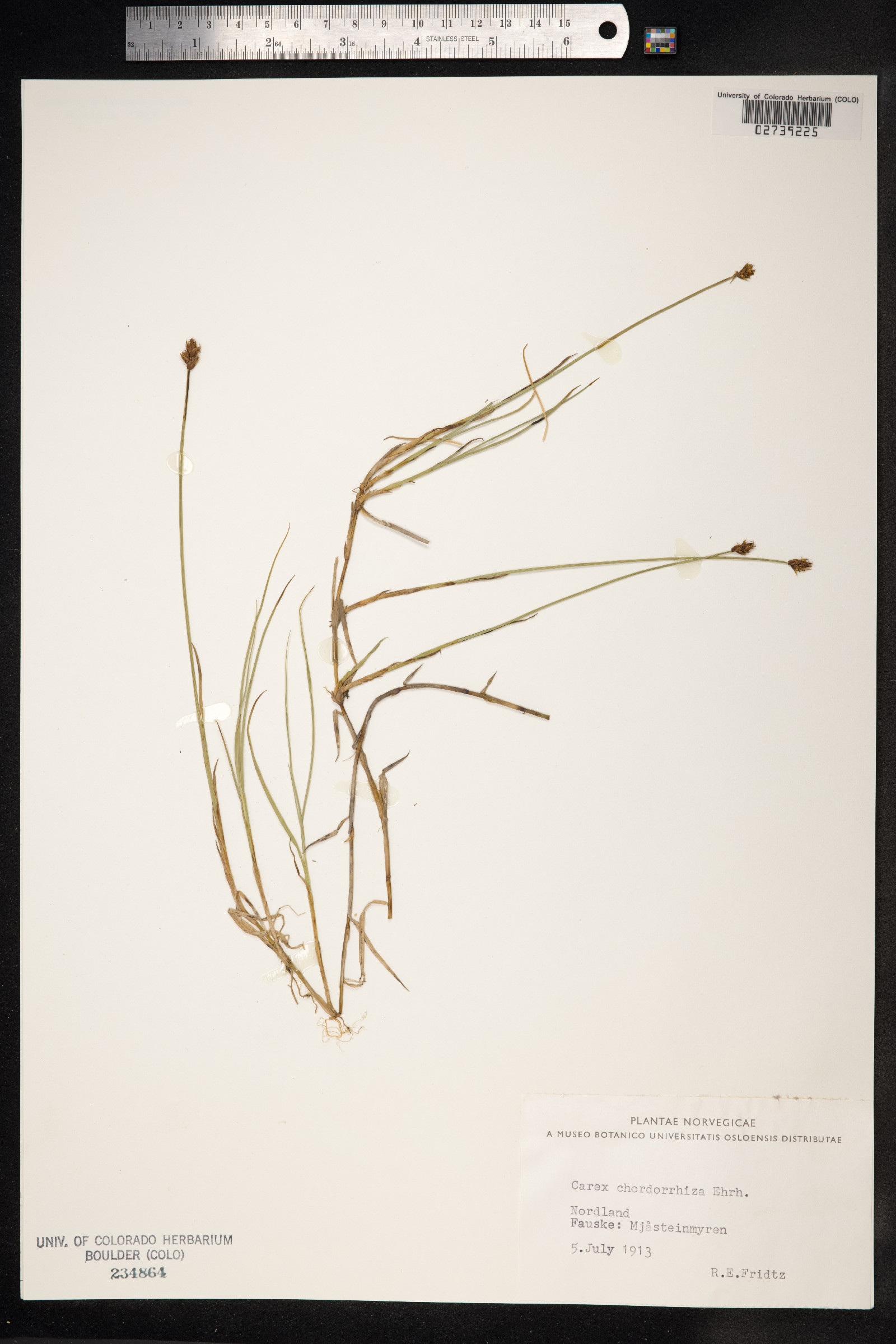 Carex chordorrhiza image