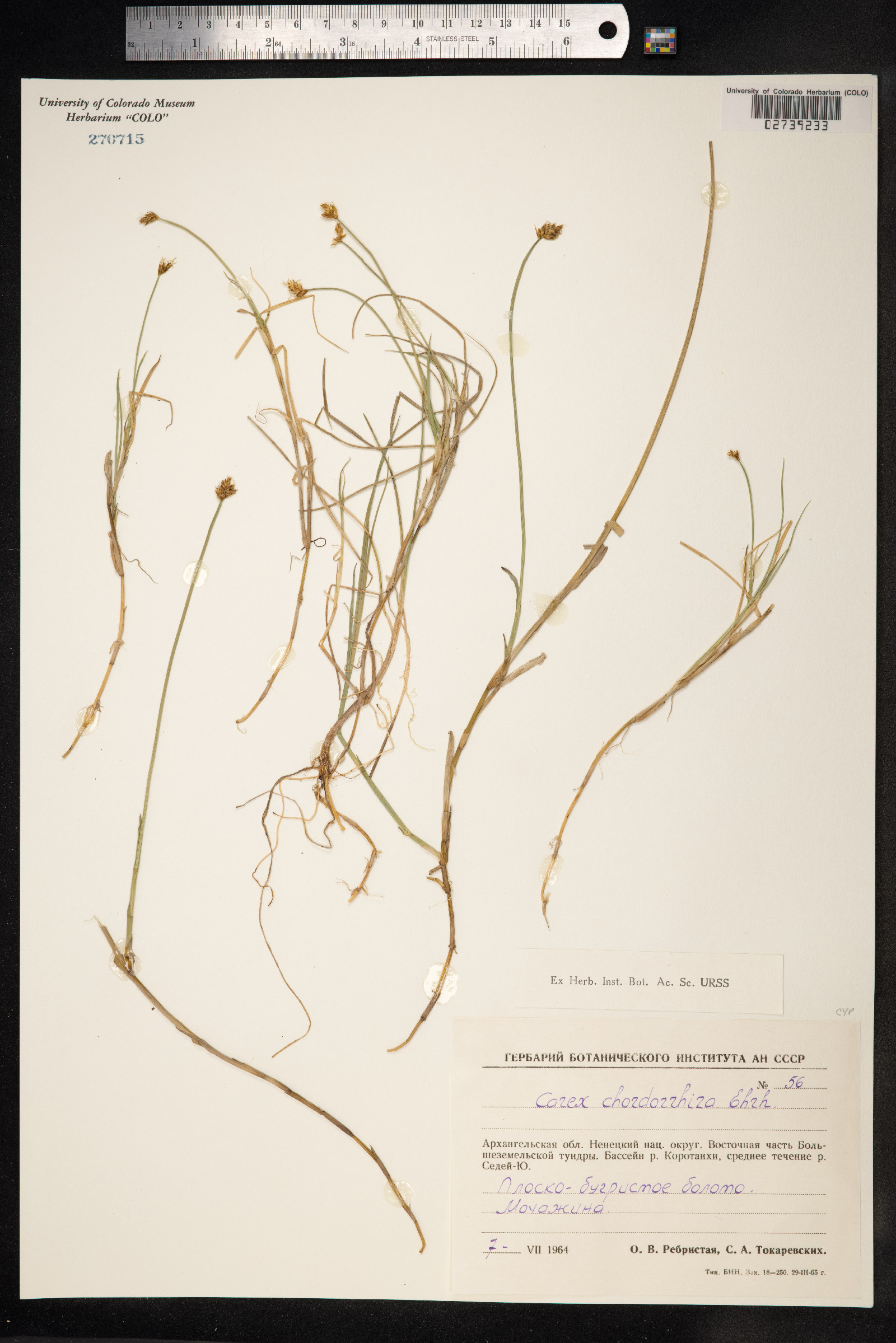 Carex chordorrhiza image