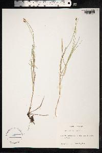 Carex chordorrhiza image