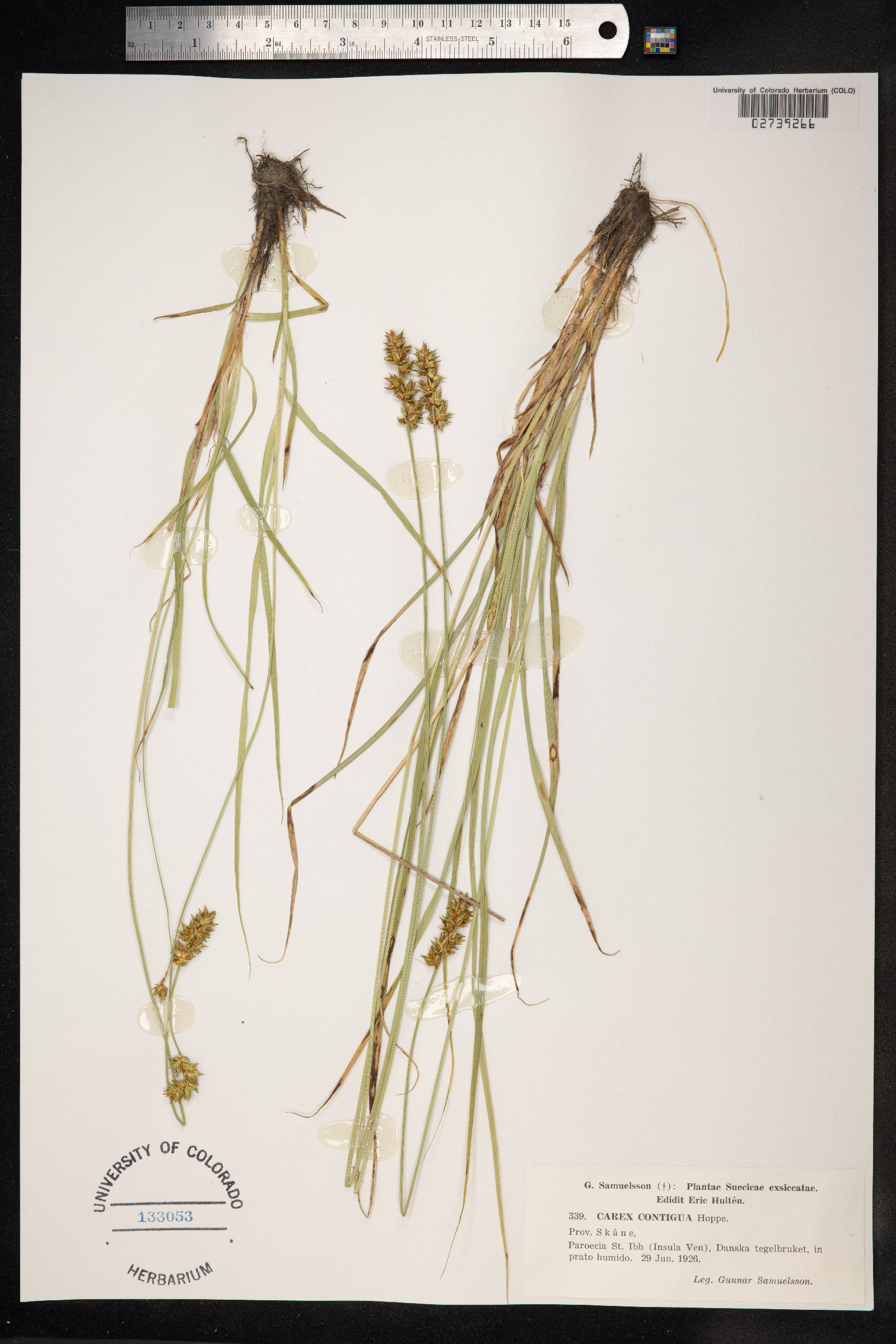 Carex spicata image