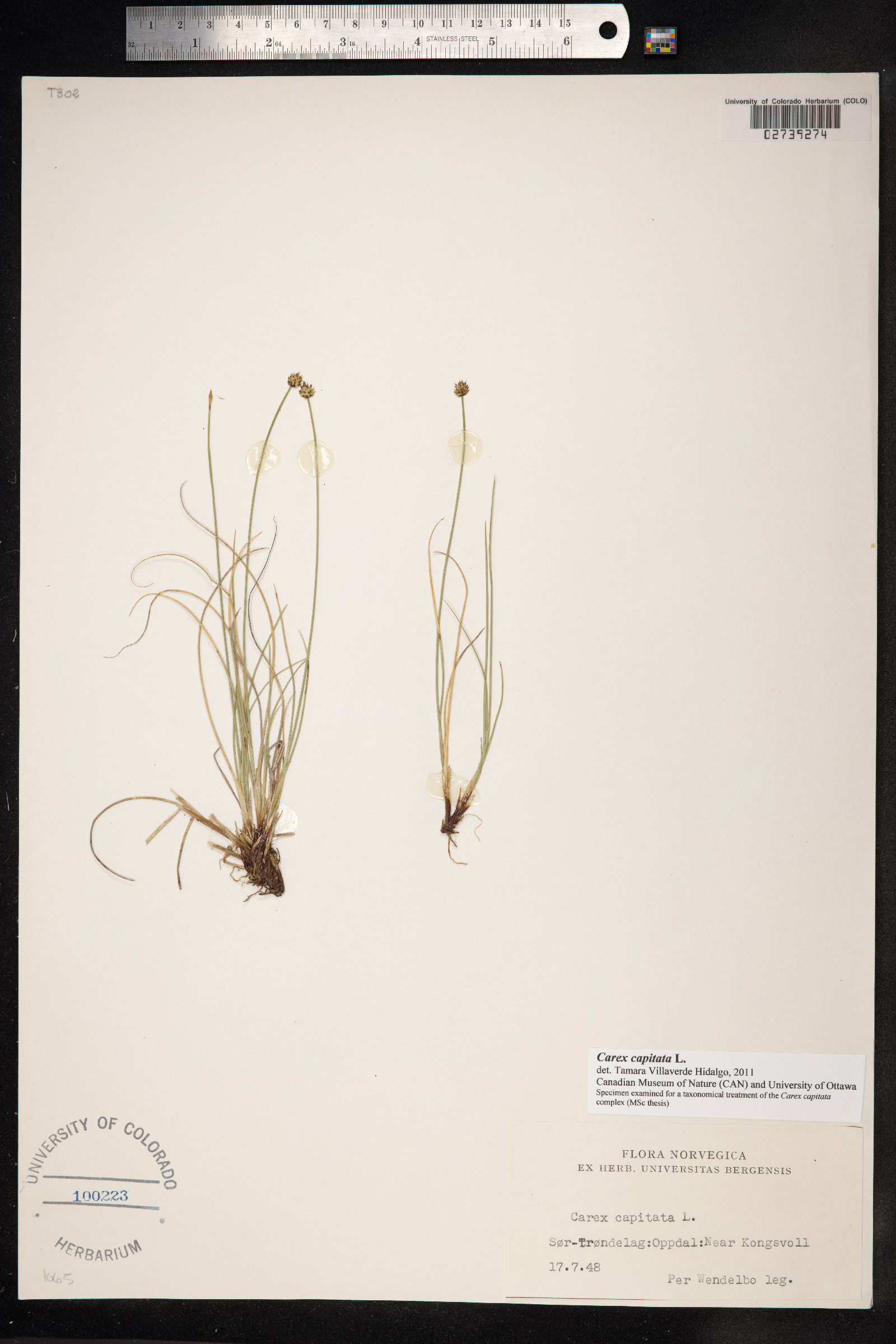 Carex capitata image
