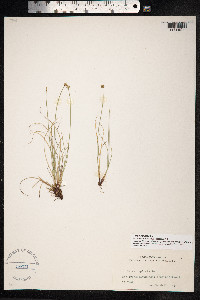 Carex capitata image