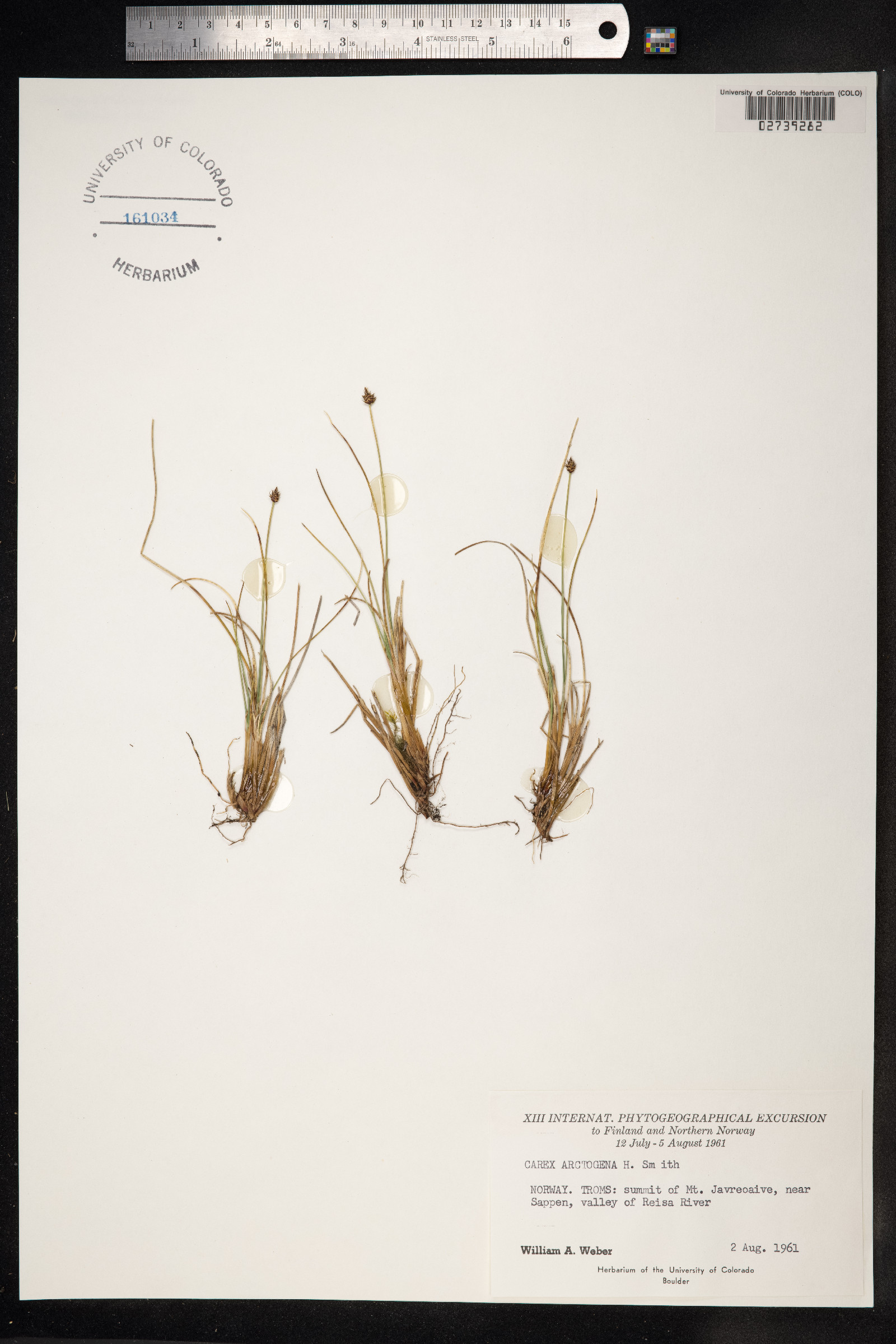 Carex capitata image