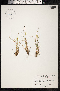 Carex capitata image
