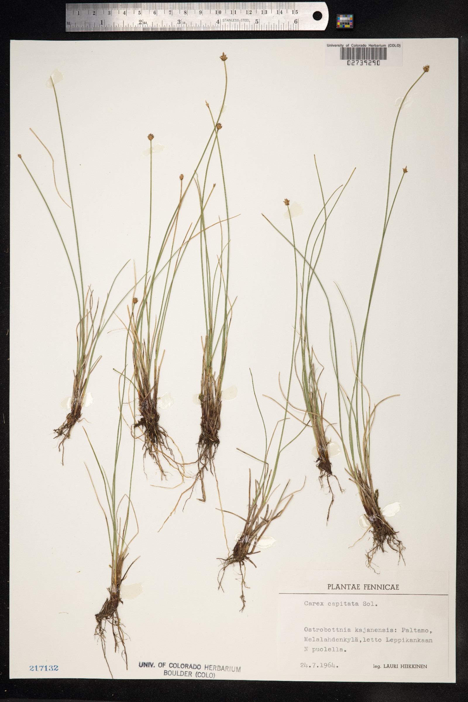 Carex capitata image