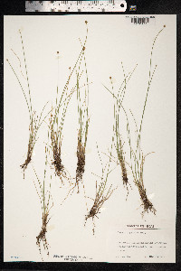 Carex capitata image