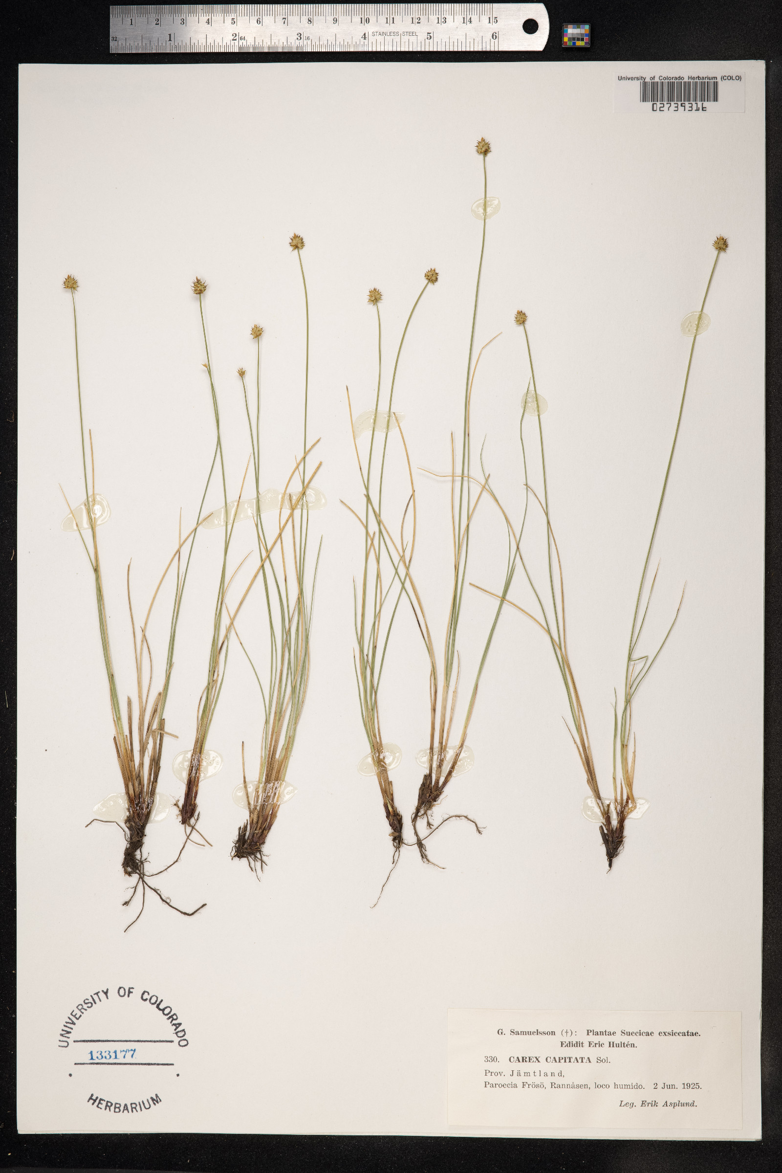 Carex capitata image