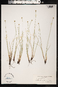 Carex capitata image