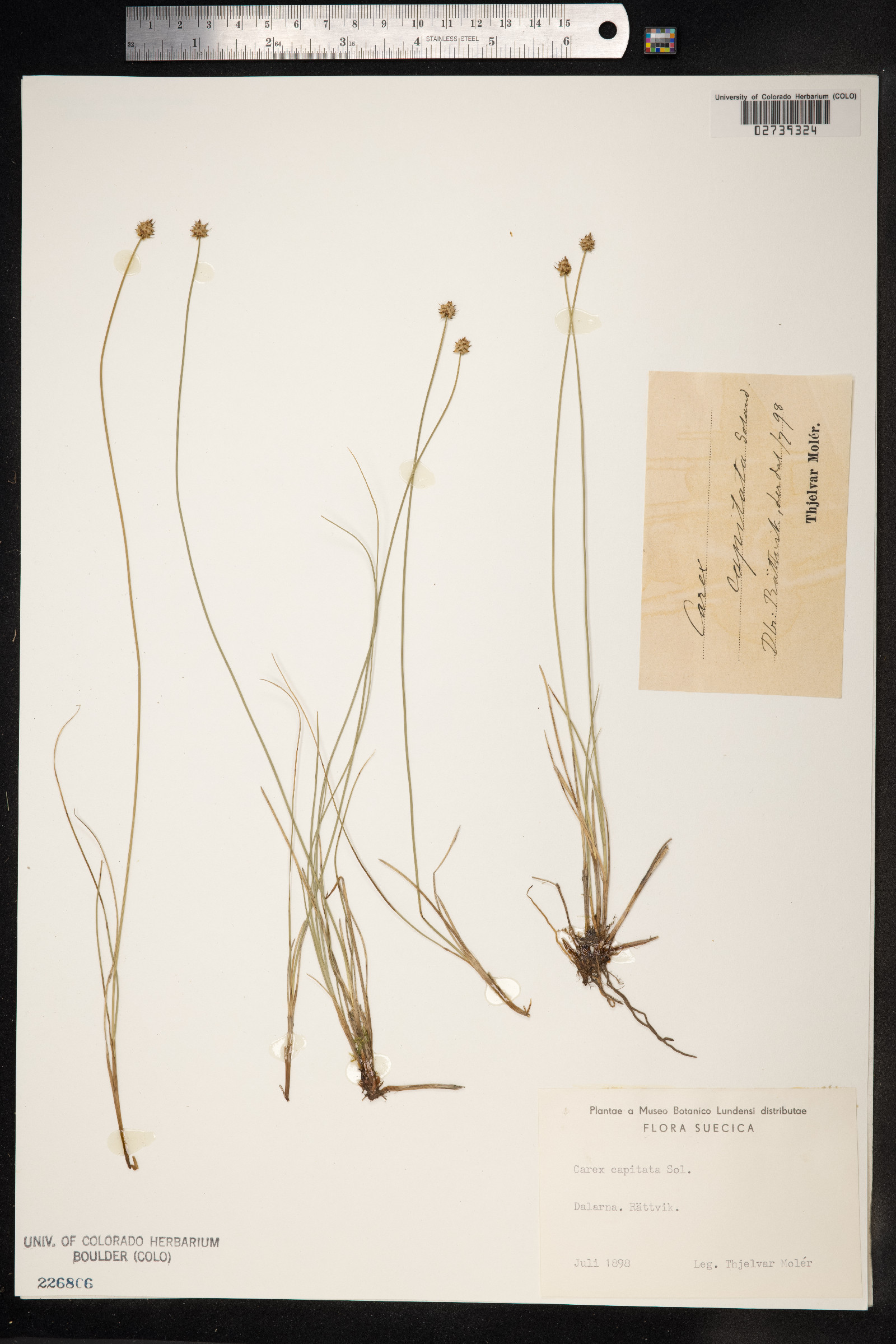 Carex capitata image