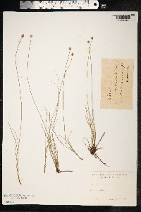 Carex capitata image