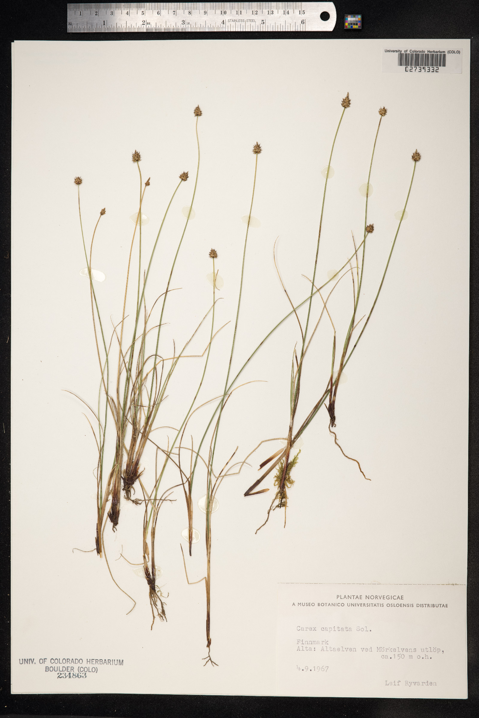 Carex capitata image