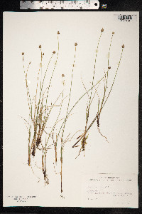 Carex capitata image